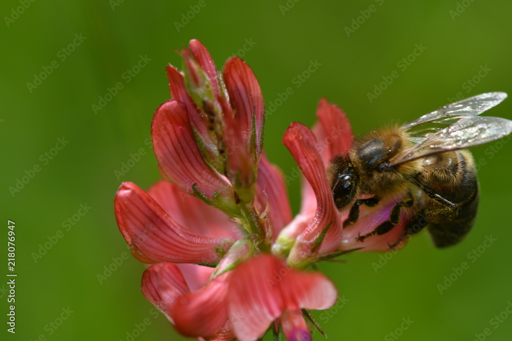 INSECTO INSECTO