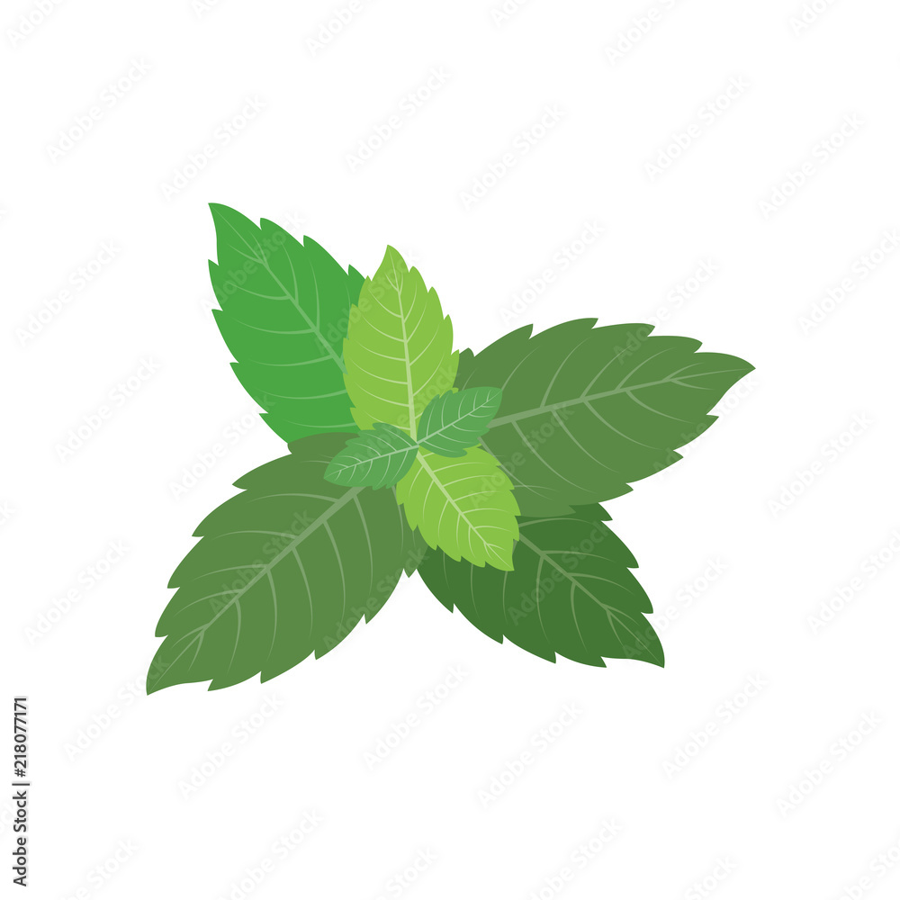 Fototapeta premium Nature organic vegetable Mint