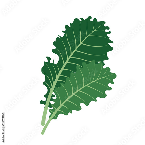 Nature organic vegetable Kale