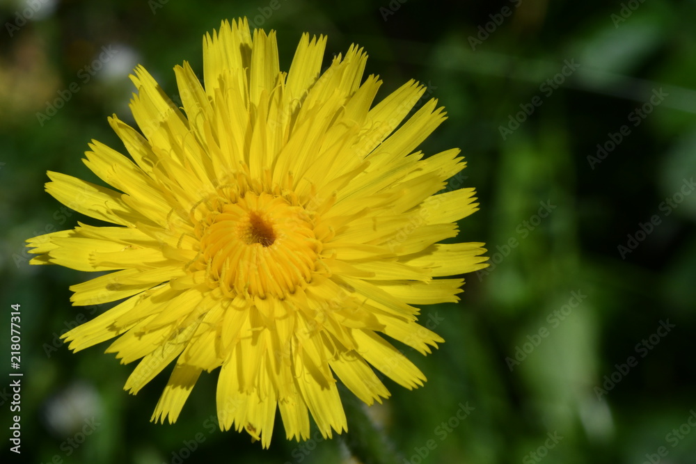 FLOR FLOR
