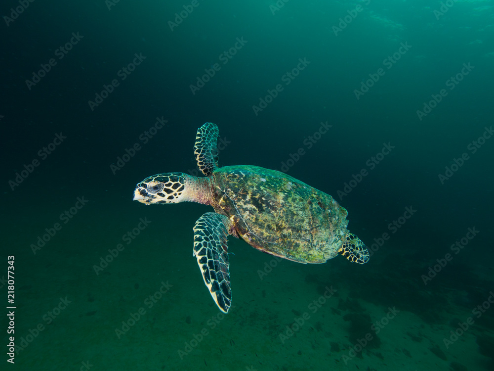 Fototapeta premium OLYMPUS DIGITAL CAMERA