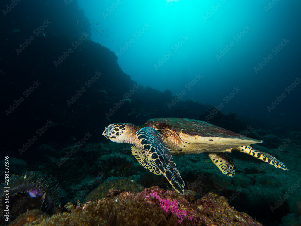 Obraz premium Hawksbill turtle on a coral reef