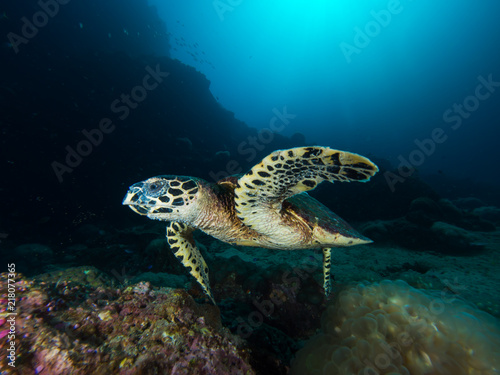 Hawksbill turtle swimming