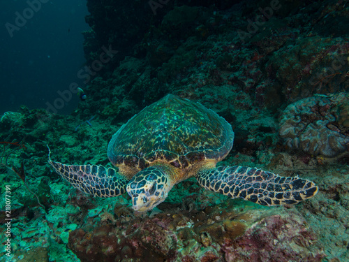 Hawksbill turtle  on a coral reef © Magnus