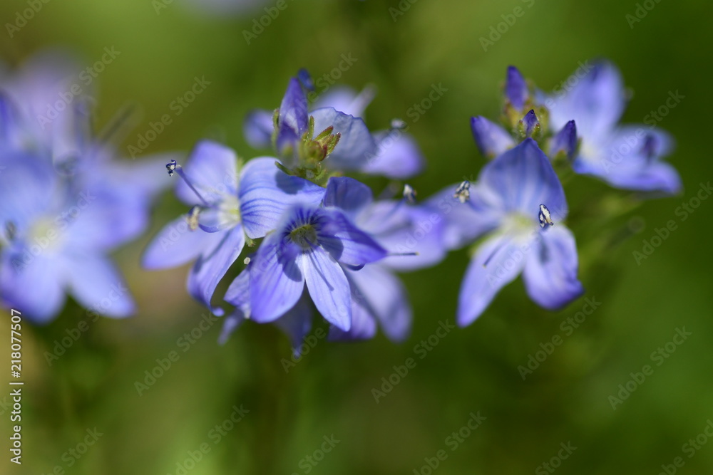 FLOR