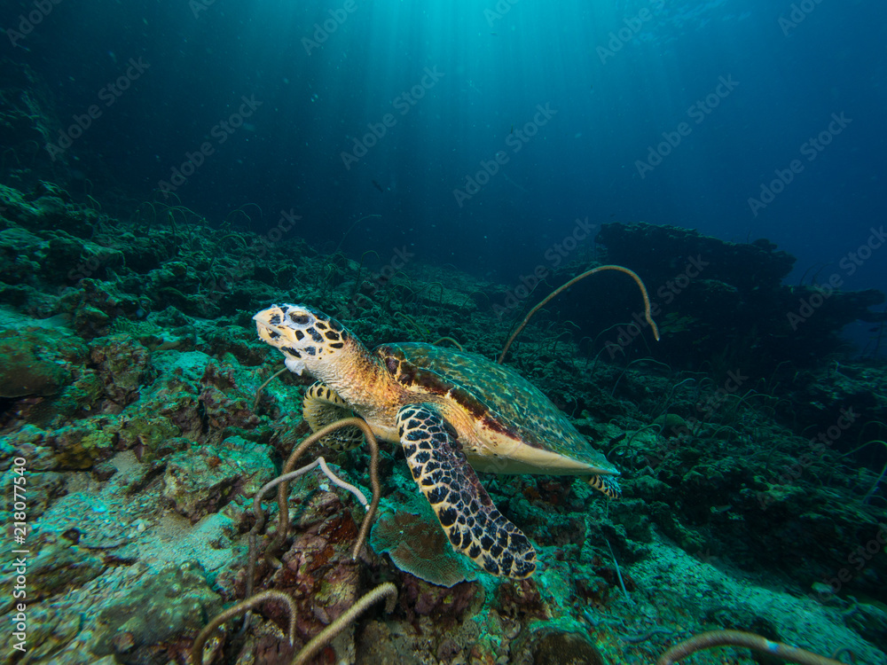 Fototapeta premium Hawksbill turtle on a coral reef with sun rays beaming down in the background