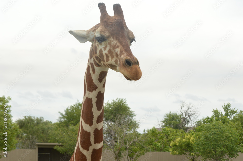 Fototapeta premium Tanganyika 0137