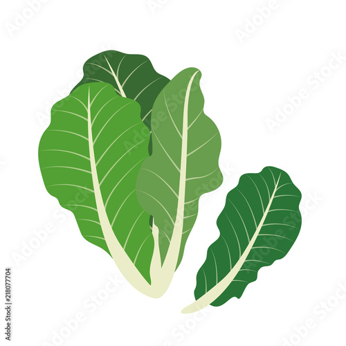 Nature organic vegetable Romaine lettuce