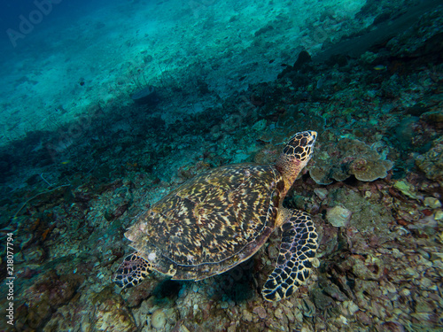 hawksbill turtle on a coral reef shot from above
