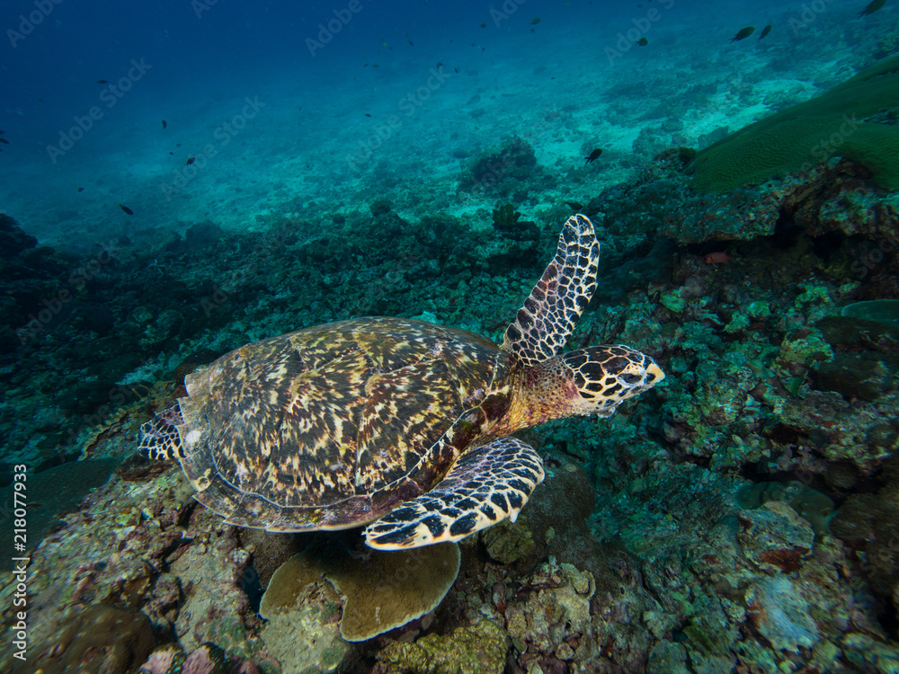 hawksbill turtle on a coral reef shot from above