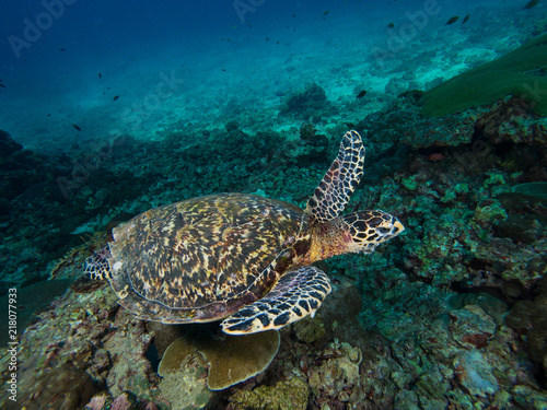 hawksbill turtle on a coral reef shot from above © Magnus