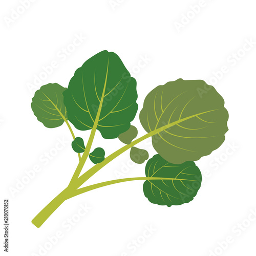 Nature organic vegetable Watercress