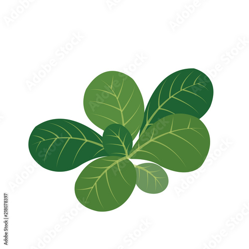 Nature organic vegetable Mache