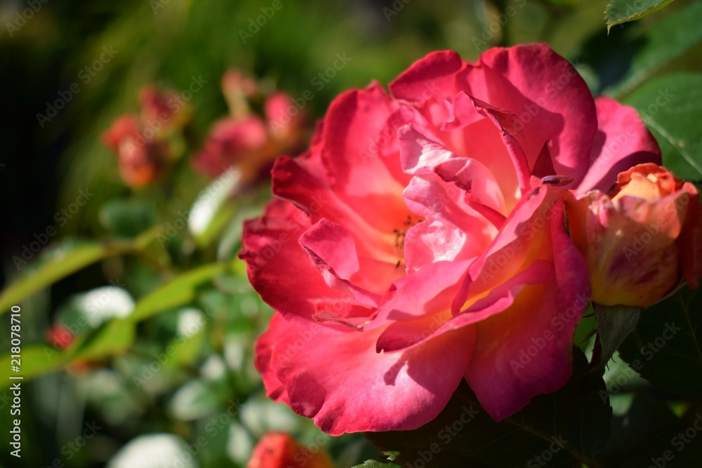 Close-up of a bright pink blooming rose in a garden Close-up of a bright pink blooming rose in a garden