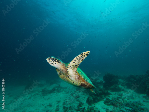 Hawksbill turtle swimming on a coral reef