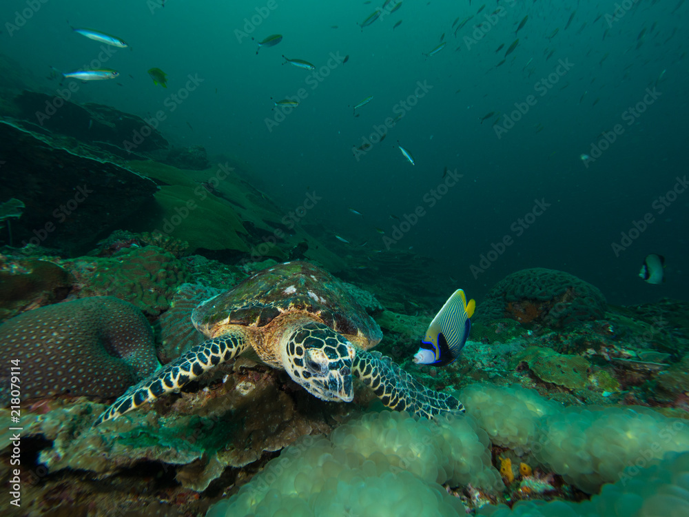 Hawksbill turtle eating bubble coral