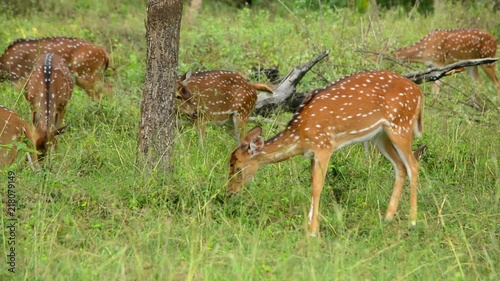 Herds Of Spotted Deer In The Wild