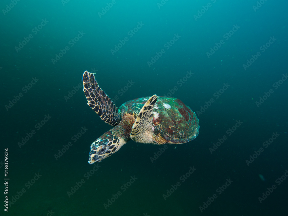 Hawksbill turtles swimming - obrazy, fototapety, plakaty 
