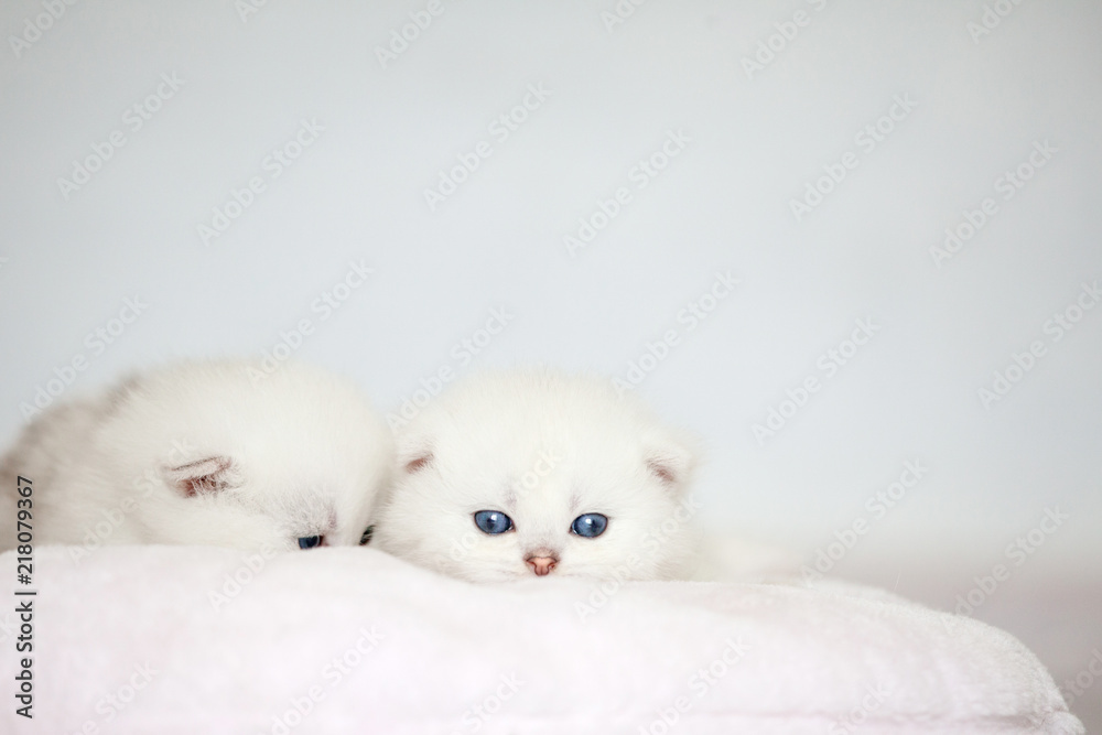 Small kitten on pillow