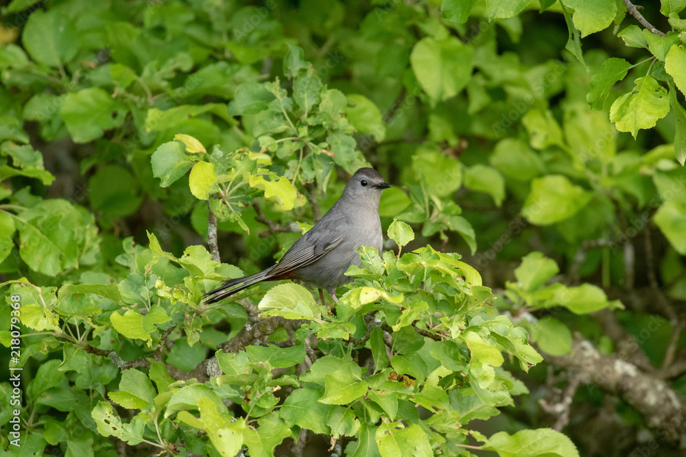 Gray Catbird Gray Catbird