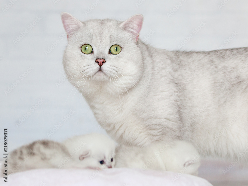 Small kitten on pillow and cat Small kitten on pillow and cat