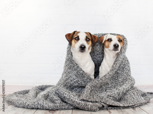Two dogs under the rug