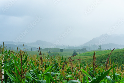 Corn flower in rainy season Cornflower on the mountain © ณัฐวุฒิ เงินสันเทียะ