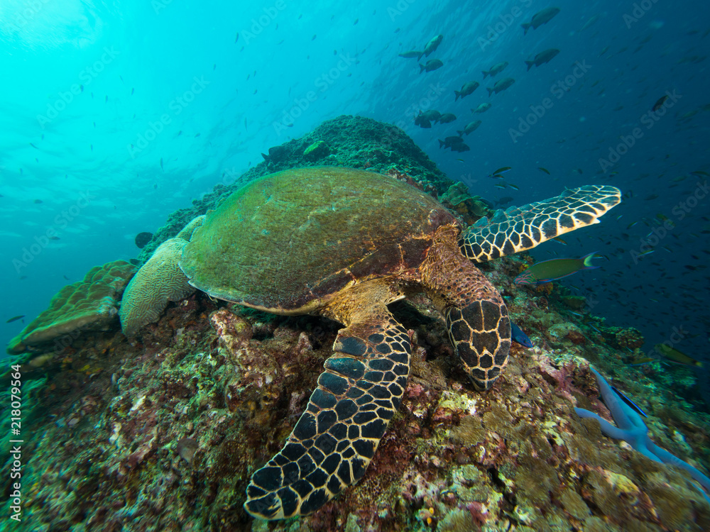 Obraz premium Hawksbill turtle eating on top of a coral reef