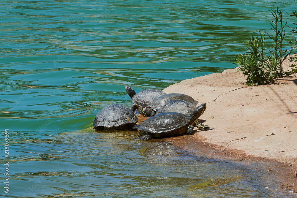 Fototapeta premium a Hawaiian Green Sea Turtle rests on the beach