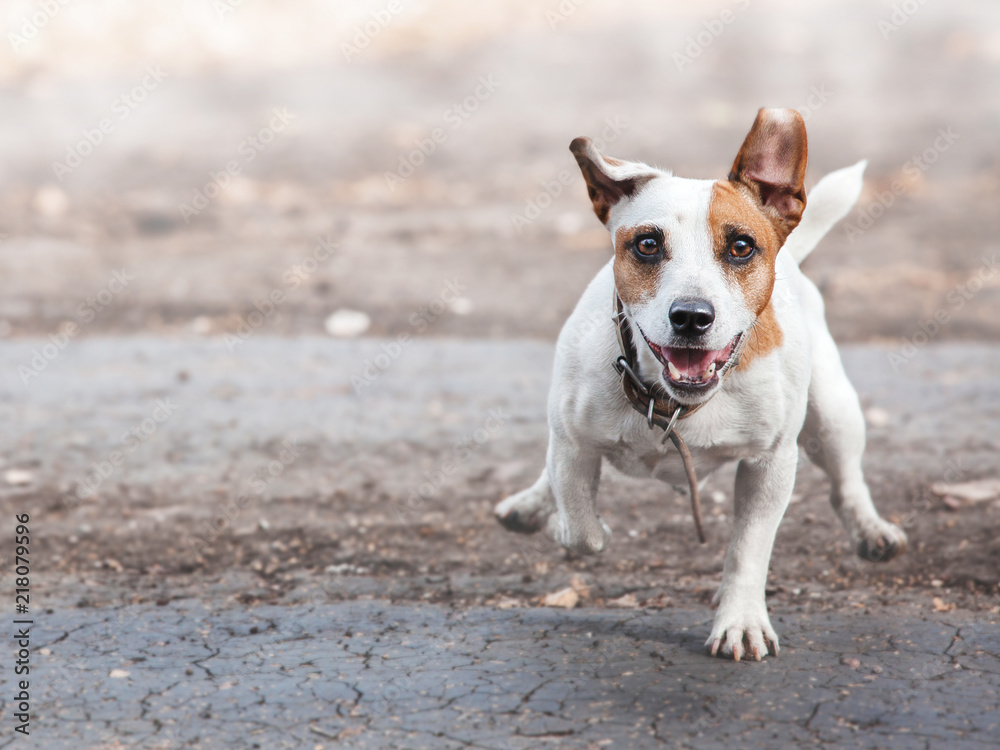 Dog running at autumn