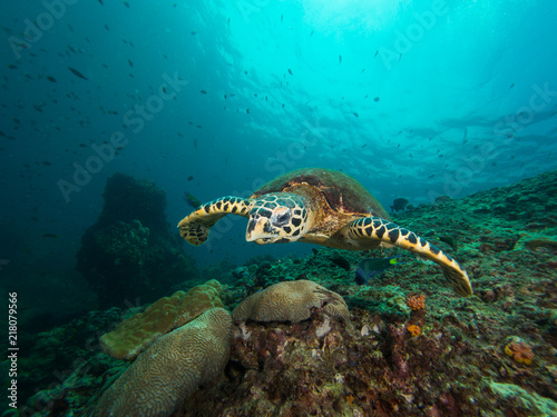 Hawksbill turtle swimming over a coral reef
