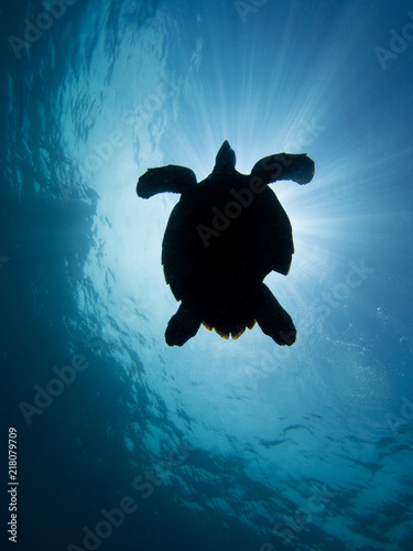 silhouette of a hawksbill turtle against the sun