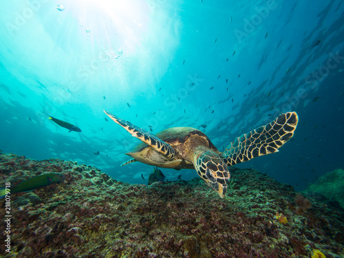 Hawksbill turtle swimming over a coral reef with the sun behind