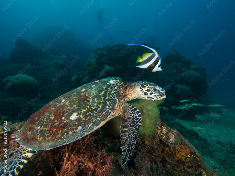 Hawksbill turtle on a coral reef with a diver in the background