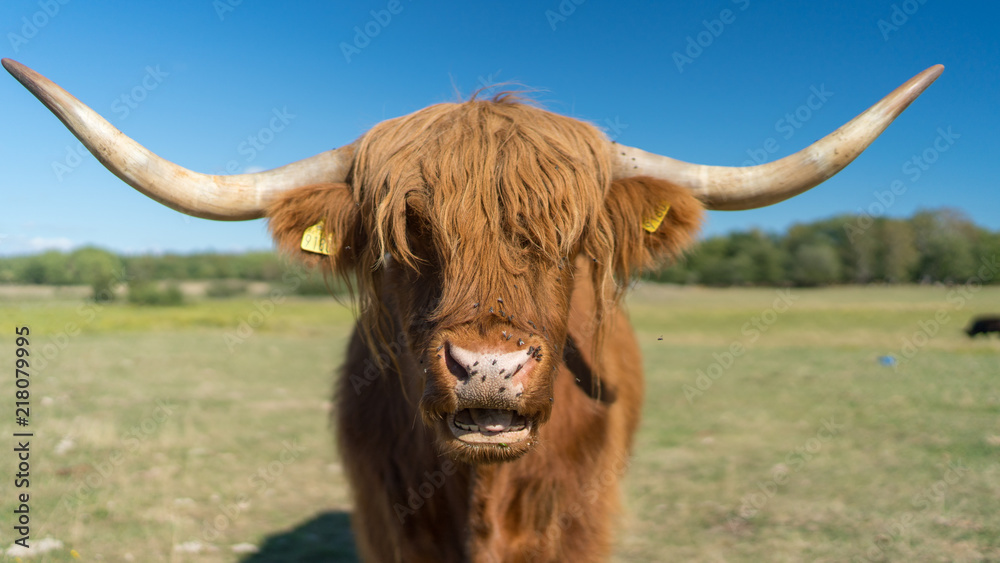 Highland Cattle live stock during summer in Sweden outside of Stockholm Sweden