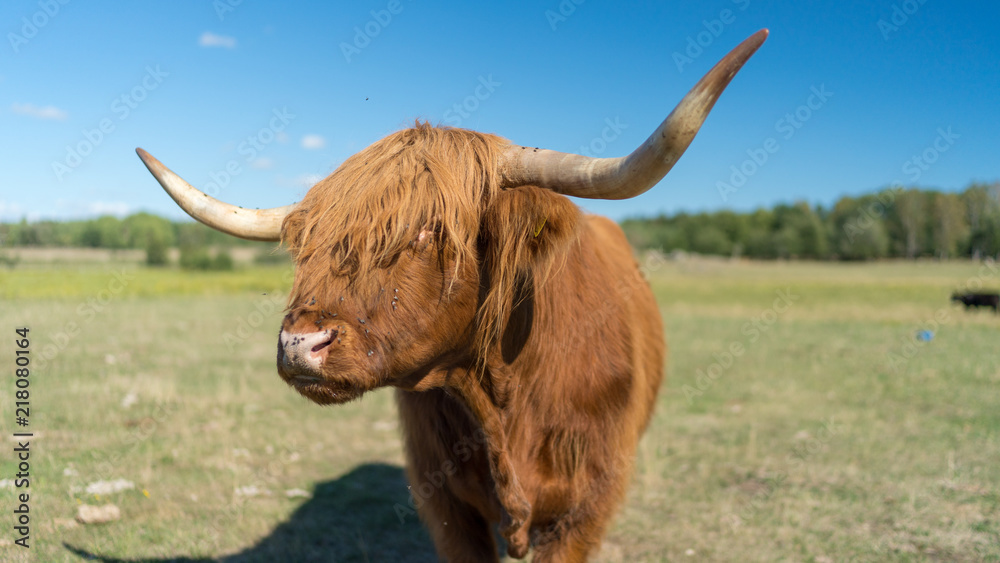 Highland Cattle live stock during summer in Sweden outside of Stockholm Sweden Highland Cattle live stock during summer in Sweden outside of Stockholm Sweden