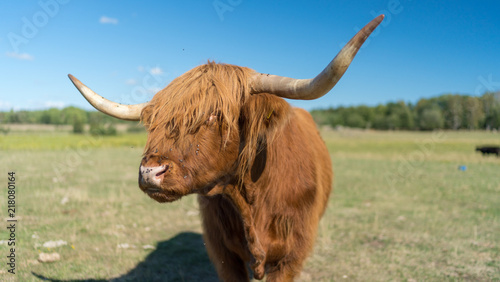Photography Highland Cattle live stock during summer in Sweden outside of Stockholm Sweden