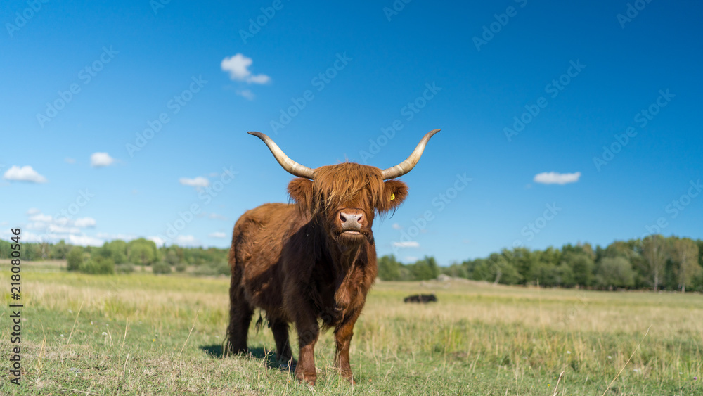 Highland Cattle live stock during summer in Sweden outside of Stockholm Sweden Highland Cattle live stock during summer in Sweden outside of Stockholm Sweden