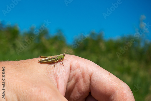 Camping. A grasshopper on his hand.