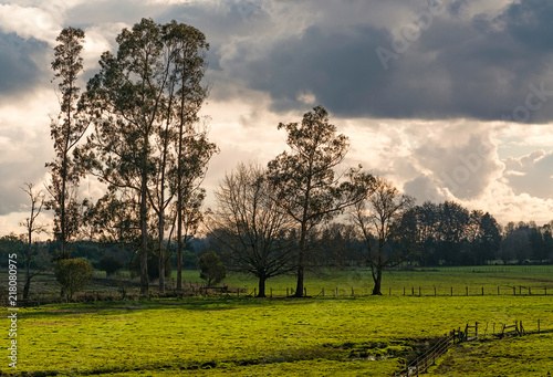 Autumnal sunset with impressive eucalyptus in the vicinity of the city of Temuco, Chile.