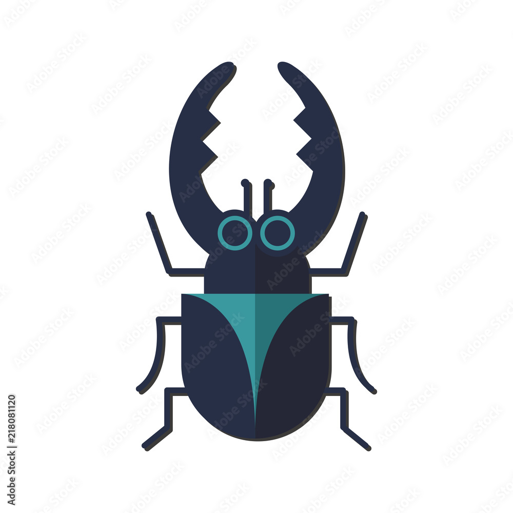 Nature Insect beetle Nature Insect beetle