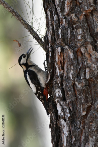 PÁJARO CARPINTERO