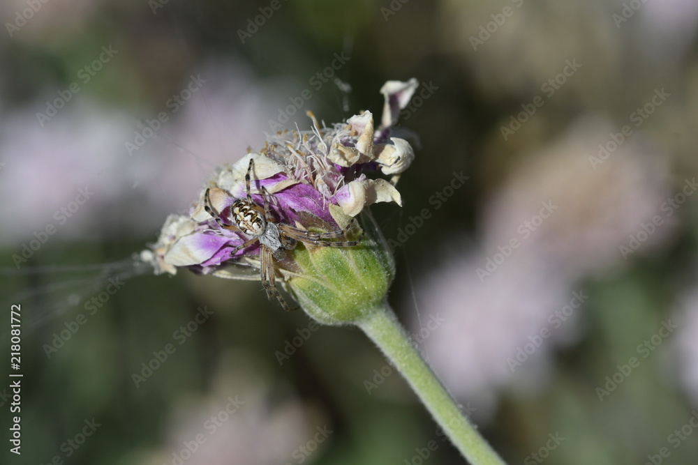 FLOR