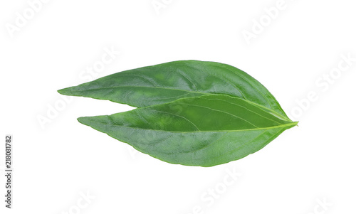 fresh Thai herbal medicine herbs organic plant leaves Andrographis paniculata