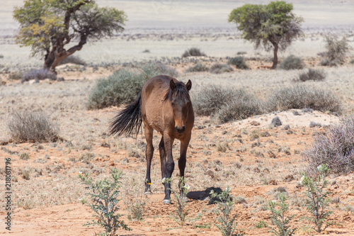 W  stenpferde in Namibia