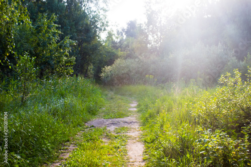 the sun's rays pass through the trees in the forest