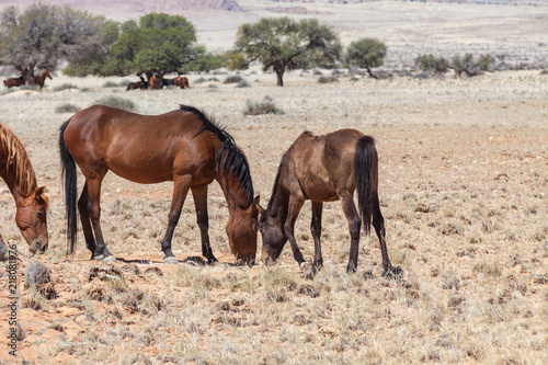 Wüstenpferde in Namibia © KH August