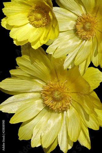 Yellow buds