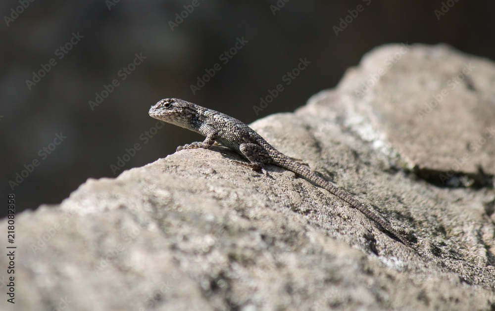 Lizard sunning itself on a rock Lizard sunning itself on a rock