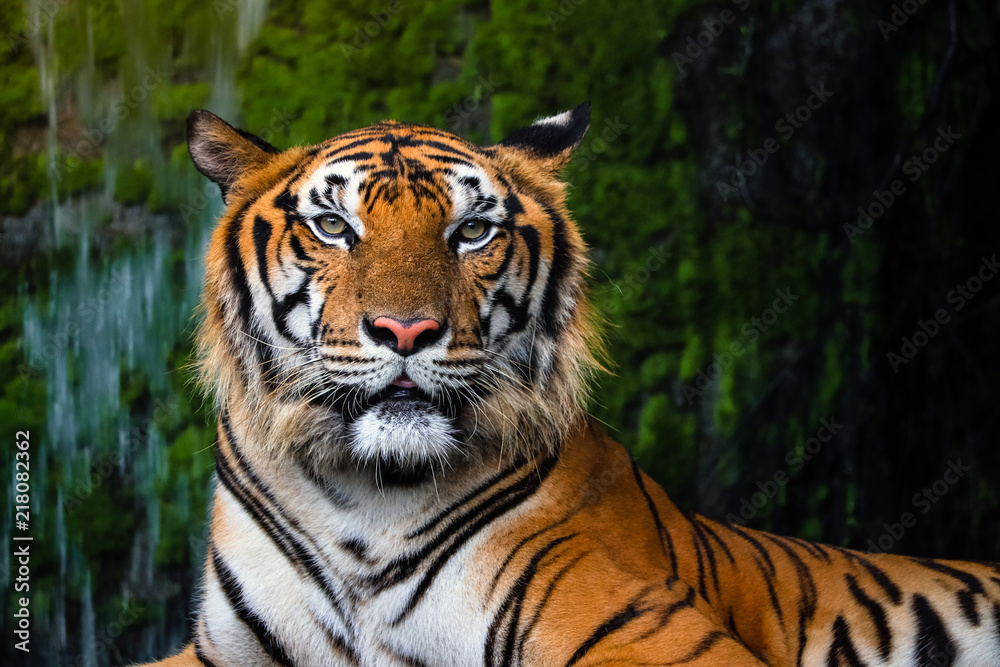 close up portrait of beautiful bengal tiger with lush green habitat background close up portrait of beautiful bengal tiger with lush green habitat background